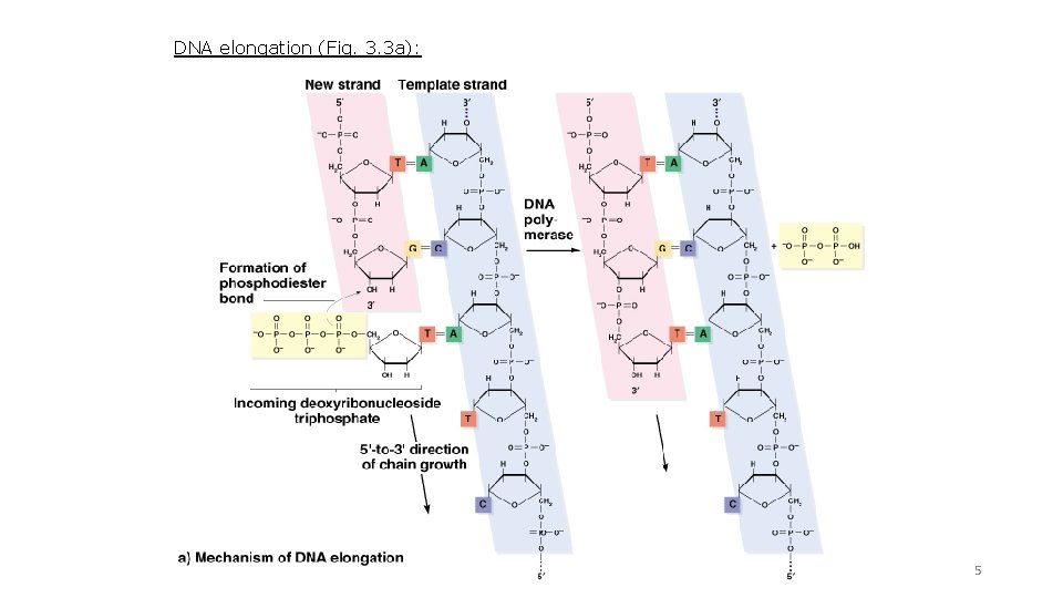 DNA elongation (Fig. 3. 3 a): 5 