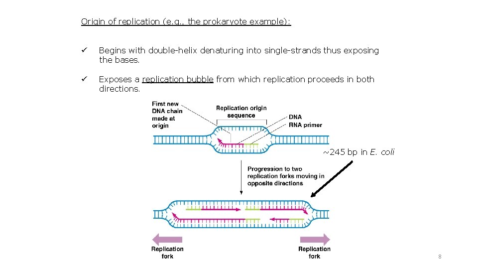 Origin of replication (e. g. , the prokaryote example): ü Begins with double-helix denaturing