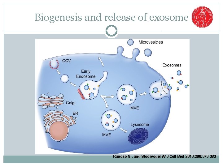 Biogenesis and release of exosome Raposo G , and Stoorvogel W J Cell Biol
