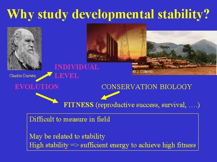 Why study developmental stability? Charles Darwin INDIVIDUAL LEVEL EVOLUTION CONSERVATION BIOLOGY FITNESS (reproductive success,
