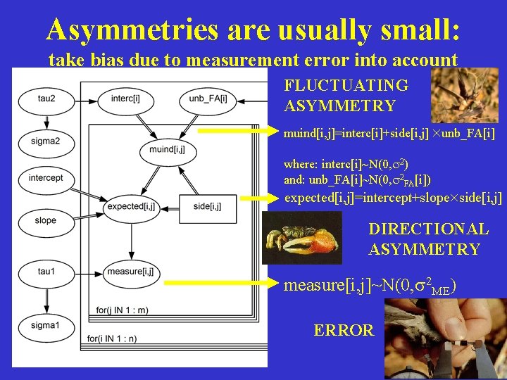 Asymmetries are usually small: take bias due to measurement error into account FLUCTUATING ASYMMETRY