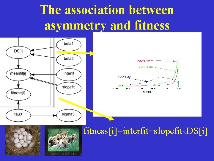 The association between asymmetry and fitness[i]=interfit+slopefit DS[i] 