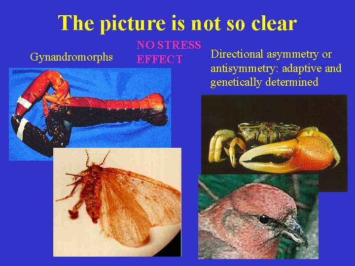 The picture is not so clear Gynandromorphs NO STRESS Directional asymmetry or EFFECT antisymmetry: