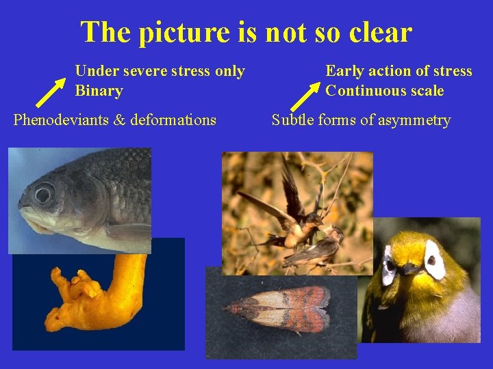 The picture is not so clear Under severe stress only Binary Phenodeviants & deformations