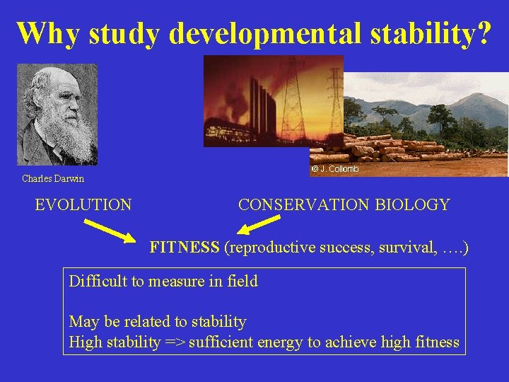 Why study developmental stability? Charles Darwin EVOLUTION CONSERVATION BIOLOGY FITNESS (reproductive success, survival, ….