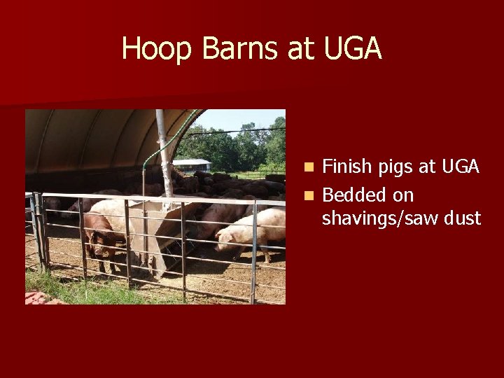 Hoop Barns at UGA Finish pigs at UGA n Bedded on shavings/saw dust n