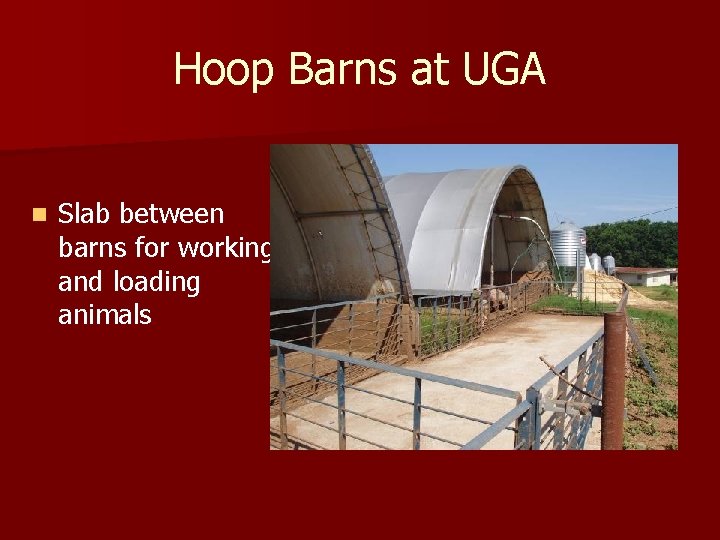 Hoop Barns at UGA n Slab between barns for working and loading animals 