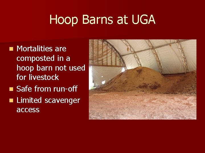 Hoop Barns at UGA Mortalities are composted in a hoop barn not used for