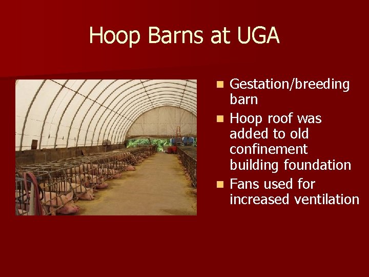 Hoop Barns at UGA n n n Gestation/breeding barn Hoop roof was added to