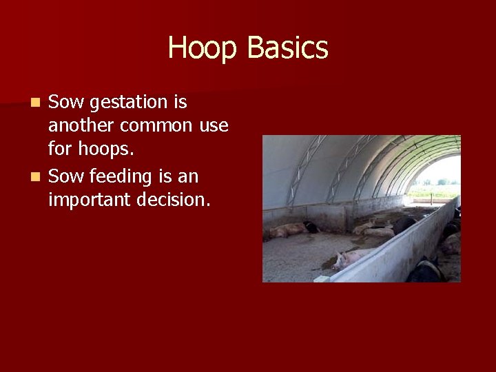 Hoop Basics Sow gestation is another common use for hoops. n Sow feeding is