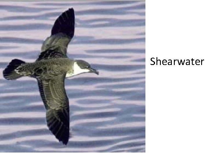 Shearwater 