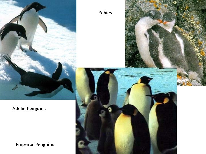 Babies Adelie Penguins Emperor Penguins 