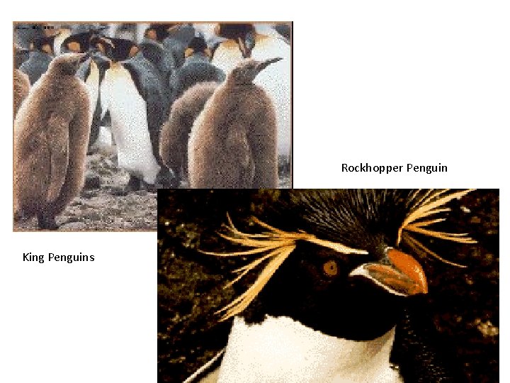 Rockhopper Penguin King Penguins 