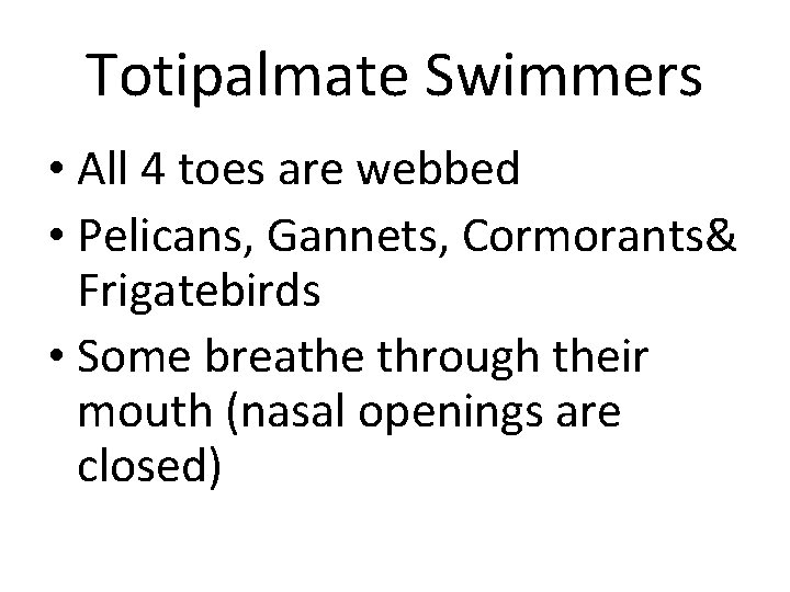 Totipalmate Swimmers • All 4 toes are webbed • Pelicans, Gannets, Cormorants& Frigatebirds •