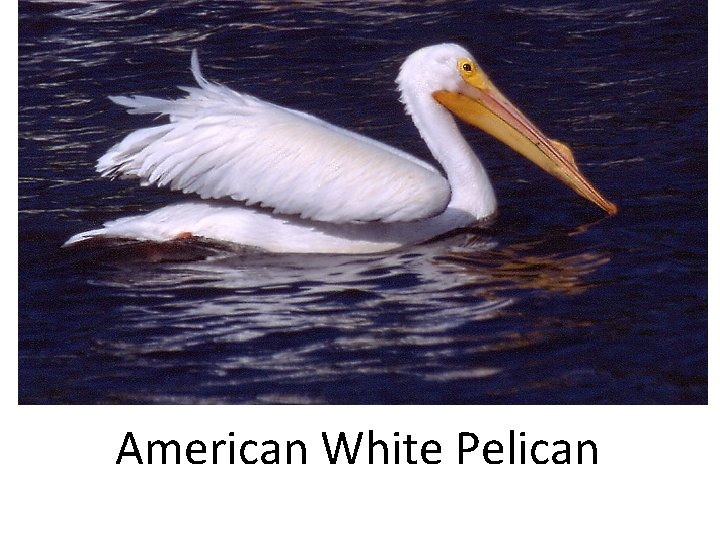 American White Pelican 