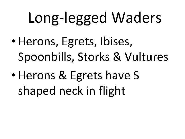 Long-legged Waders • Herons, Egrets, Ibises, Spoonbills, Storks & Vultures • Herons & Egrets