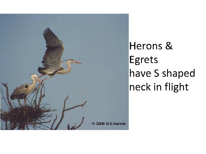 Herons & Egrets have S shaped neck in flight 