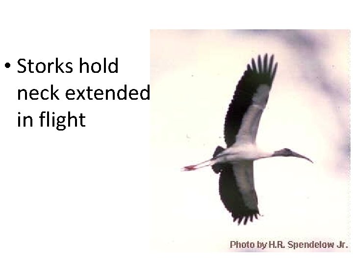  • Storks hold neck extended in flight 