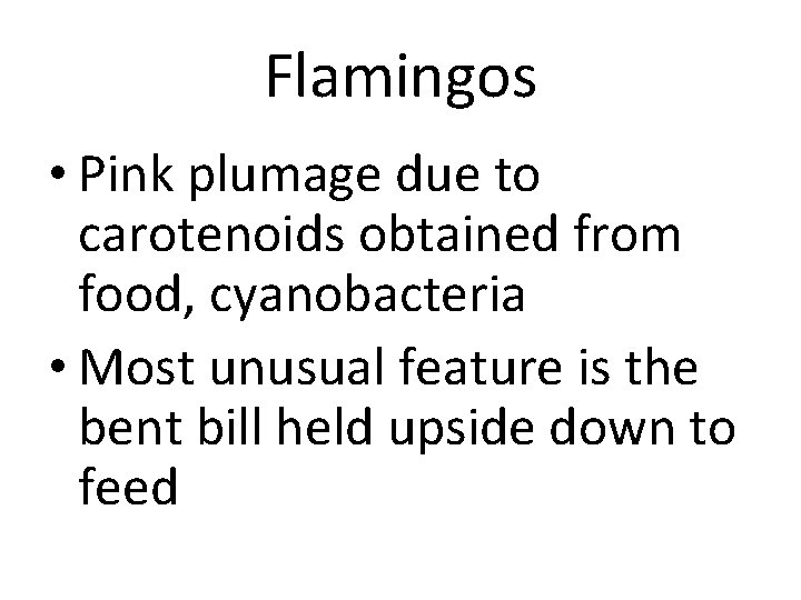 Flamingos • Pink plumage due to carotenoids obtained from food, cyanobacteria • Most unusual