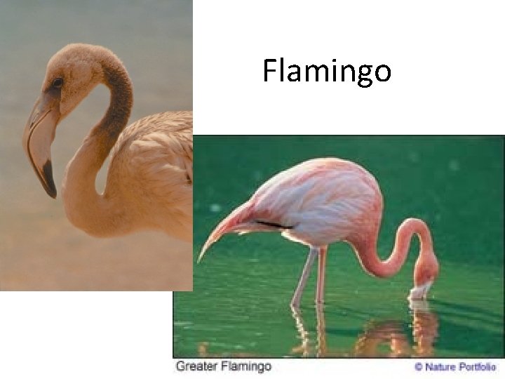 Flamingo 