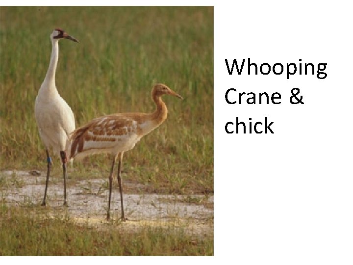 Whooping Crane & chick 
