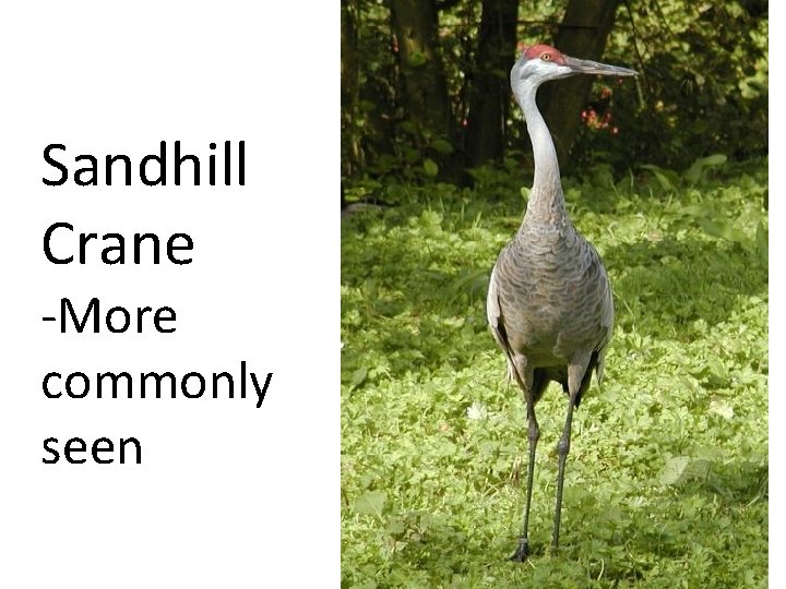 Sandhill Crane -More commonly seen 