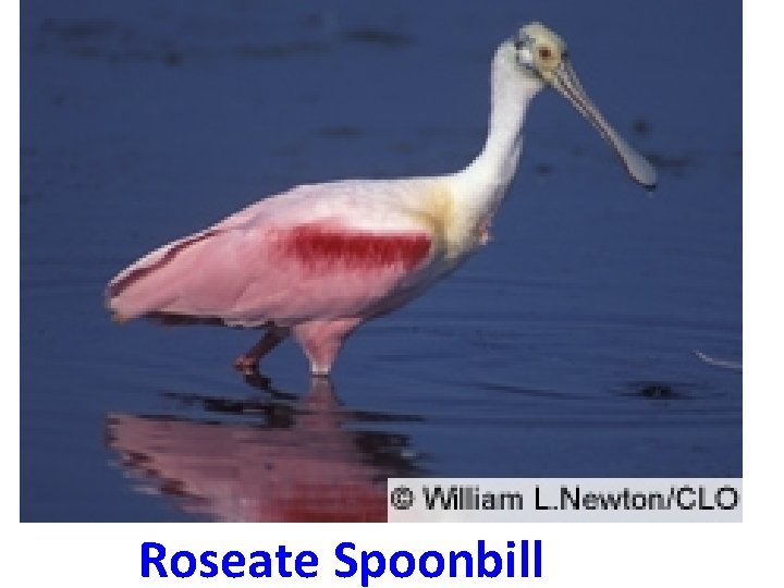 Roseate Spoonbill 