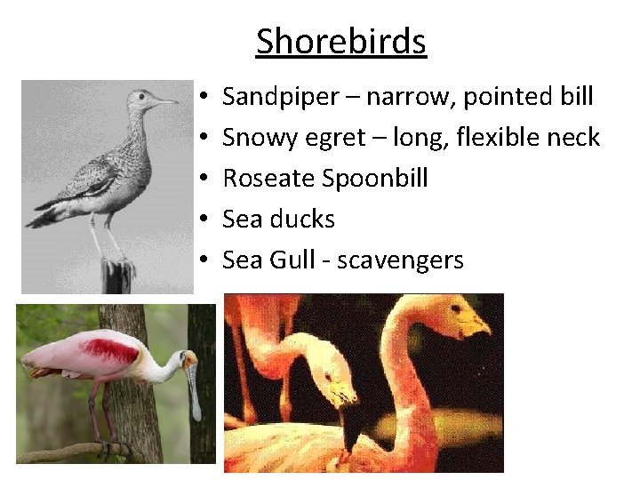 Shorebirds • • • Sandpiper – narrow, pointed bill Snowy egret – long, flexible