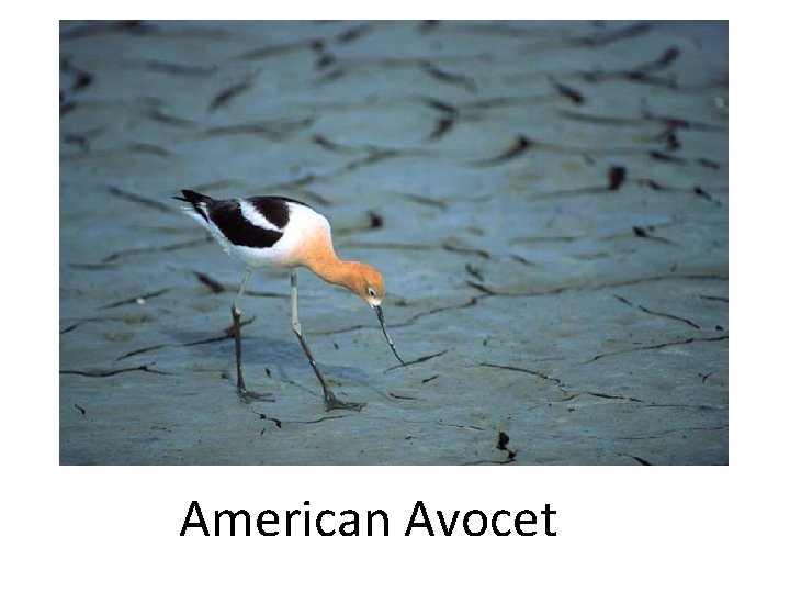 American Avocet 