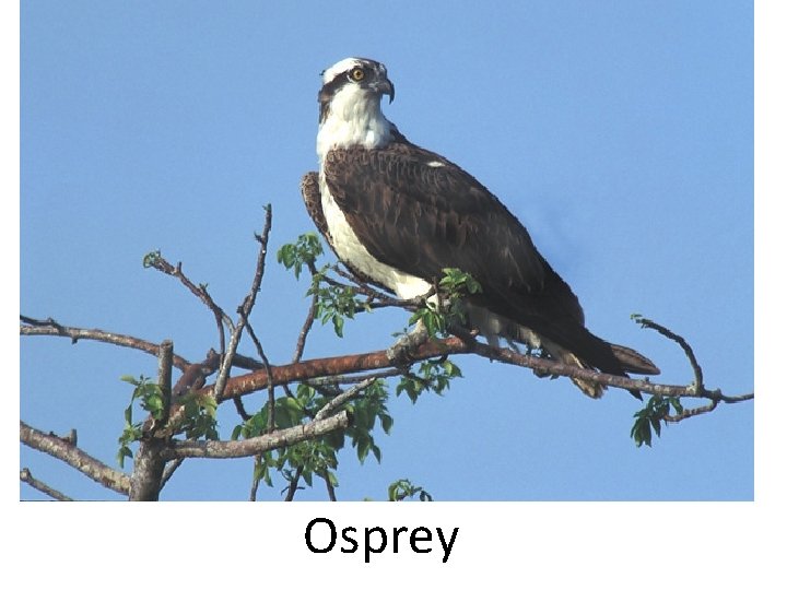 Osprey 