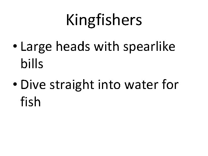 Kingfishers • Large heads with spearlike bills • Dive straight into water for fish
