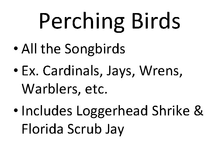 Perching Birds • All the Songbirds • Ex. Cardinals, Jays, Wrens, Warblers, etc. •