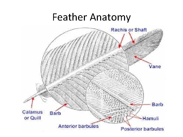 Feather Anatomy 