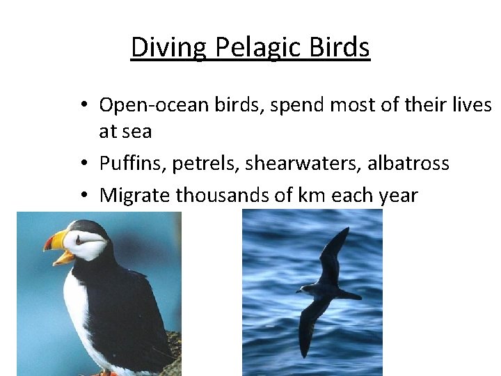 Diving Pelagic Birds • Open-ocean birds, spend most of their lives at sea •