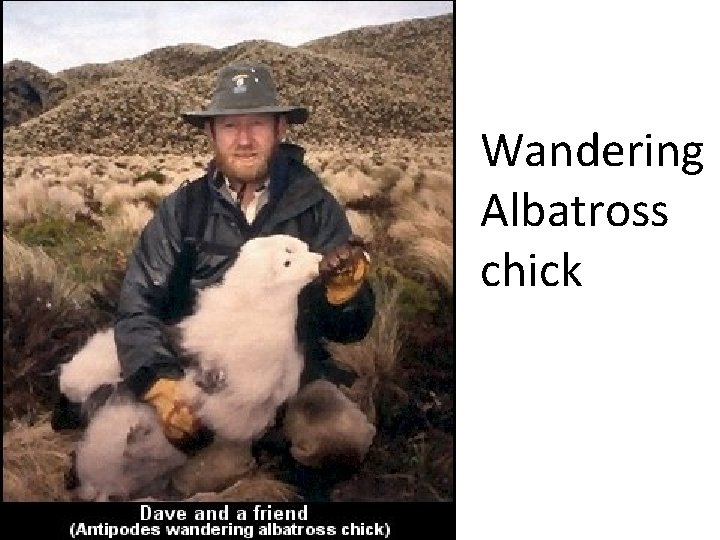 Wandering Albatross chick 