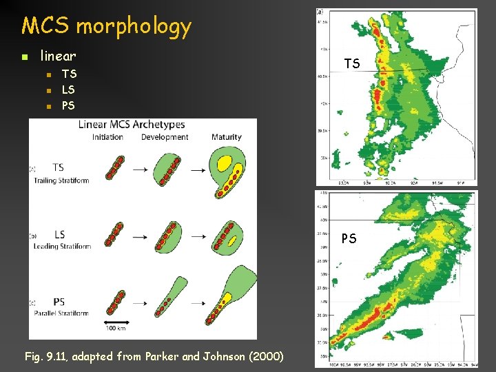 MCS morphology n linear n n n TS LS PS TS PS Fig. 9.