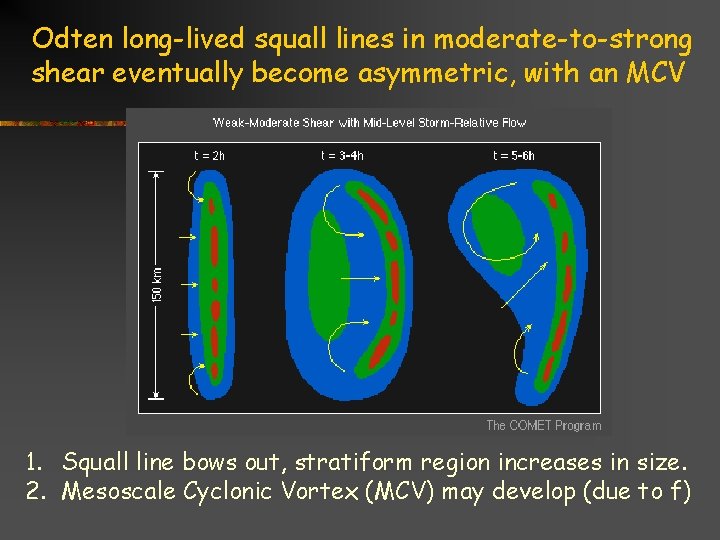 Odten long-lived squall lines in moderate-to-strong shear eventually become asymmetric, with an MCV 1.