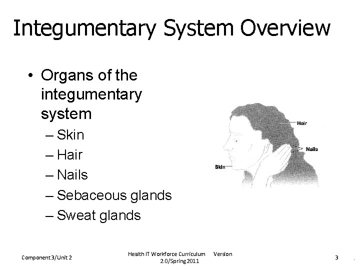 Integumentary System Overview • Organs of the integumentary system – Skin – Hair –