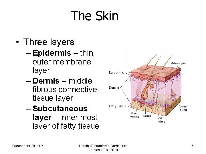 The Skin • Three layers – Epidermis – thin, outer membrane layer – Dermis