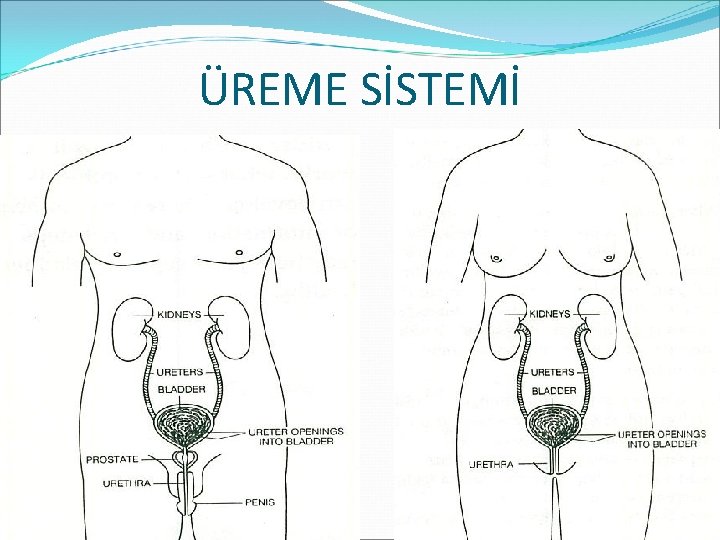 ÜREME SİSTEMİ 