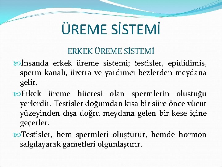 ÜREME SİSTEMİ ERKEK ÜREME SİSTEMİ İnsanda erkek üreme sistemi; testisler, epididimis, sperm kanalı, üretra