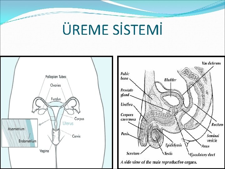 ÜREME SİSTEMİ 