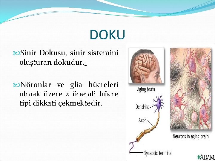 DOKU Sinir Dokusu, sinir sistemini oluşturan dokudur. Nöronlar ve glia hücreleri olmak üzere 2