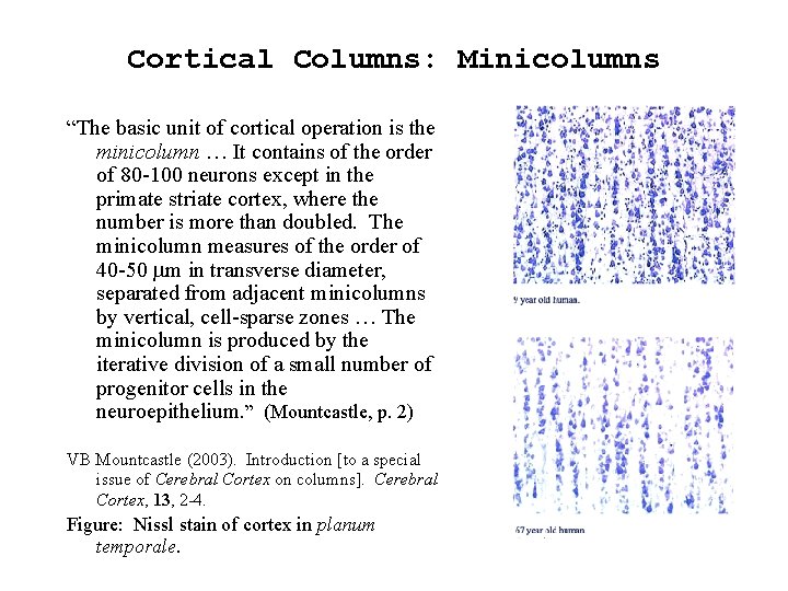 Cortical Columns: Minicolumns “The basic unit of cortical operation is the minicolumn … It