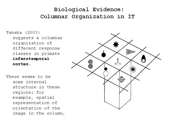  Biological Evidence: Columnar Organization in IT Tanaka (2003) suggests a columnar organization of