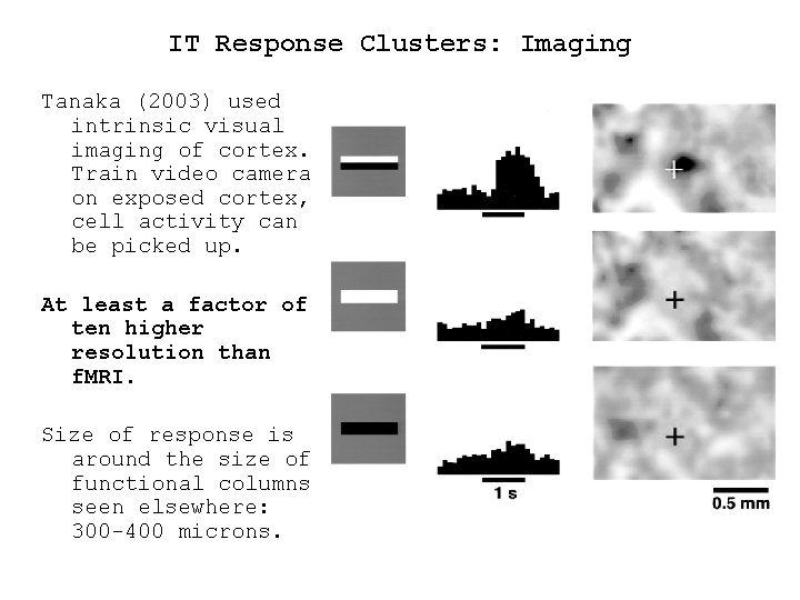 IT Response Clusters: Imaging Tanaka (2003) used intrinsic visual imaging of cortex. Train video