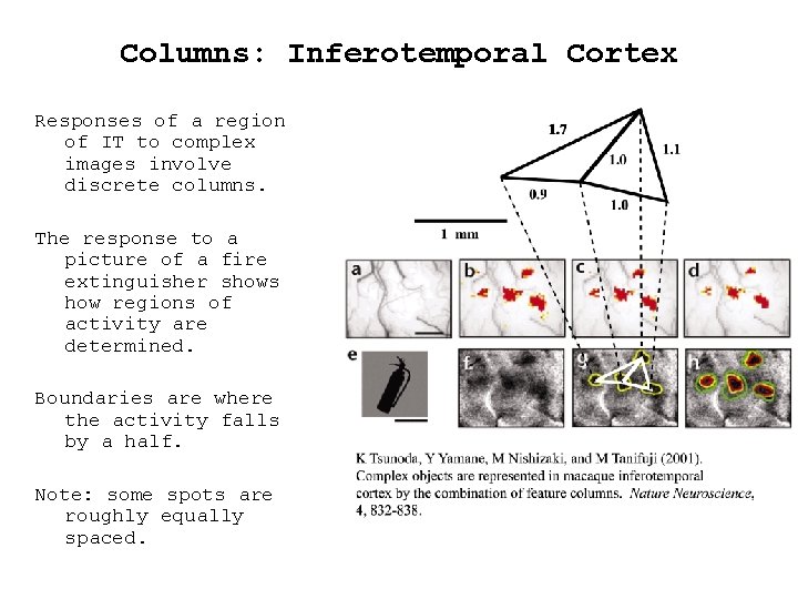 Columns: Inferotemporal Cortex Responses of a region of IT to complex images involve discrete