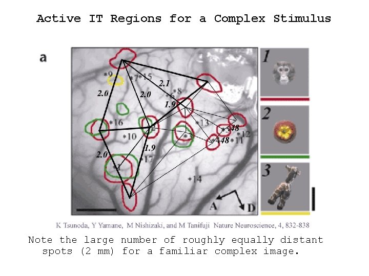 Active IT Regions for a Complex Stimulus Note the large number of roughly equally