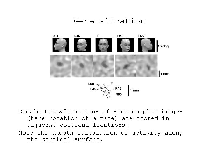 Generalization Simple transformations of some complex images (here rotation of a face) are stored