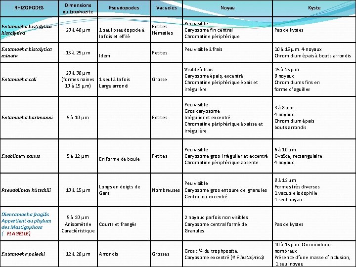 Dimensions du trophozite Pseudopodes Entamoeba histolytica 20 à 40 µm 1 seul pseudopode à
